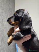 Miniature Dachshund dogs - Advert 3