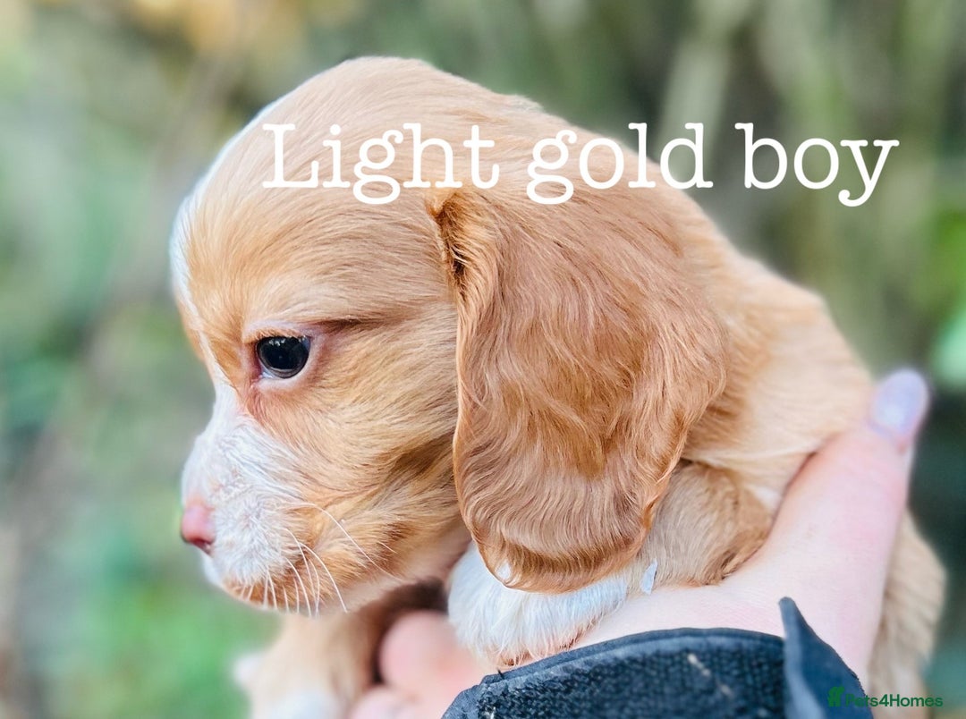 Cocker Spaniel dogs for sale: Sprocker Spaniel puppies  - Advert 8