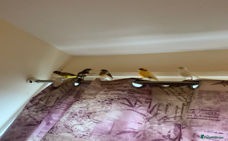 Canaries birds - Advert 3