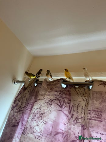 Canaries birds - Advert 3