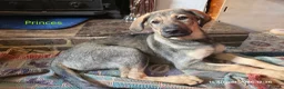 Mixed Breed dogs for sale: Stunning German Shepherd,Australian Kelpie Puppies - Advert 6