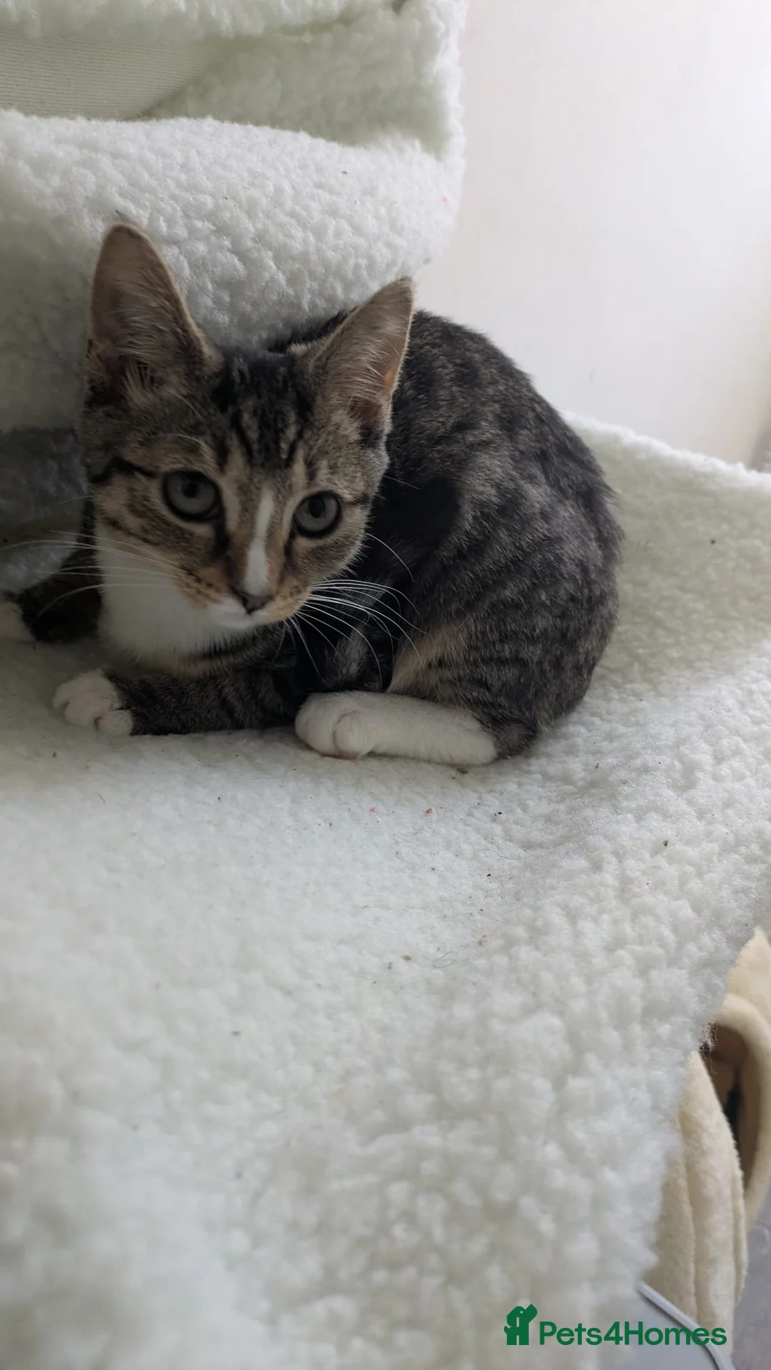 Mixed Breed cats for sale: 16 week old female tabby kitten  - Advert 1