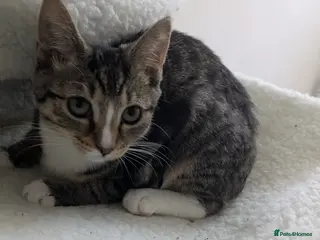 Mixed Breed cats 16 week old female tabby kitten - Advert 15