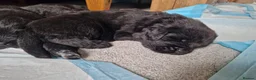 Newfoundland dogs for sale: KC Registered Black Newfoundland Puppies  - Advert 31