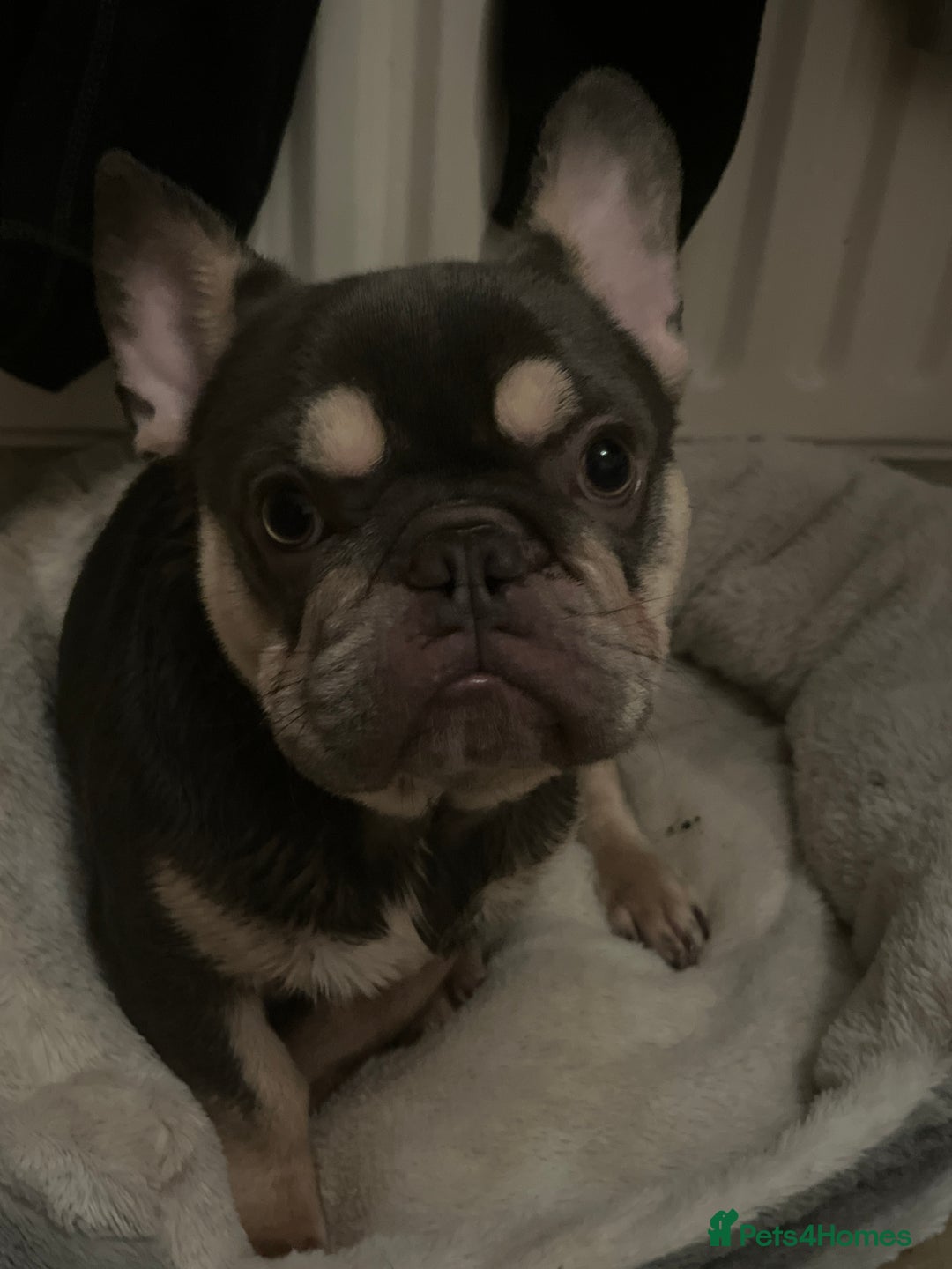 French Bulldog dogs for stud: Lilac and tan French bulldog-Hugo  - Advert 2