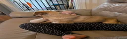 Chug dogs for sale: Tinkerbell  in Barrow-in-Furness - Advert 3