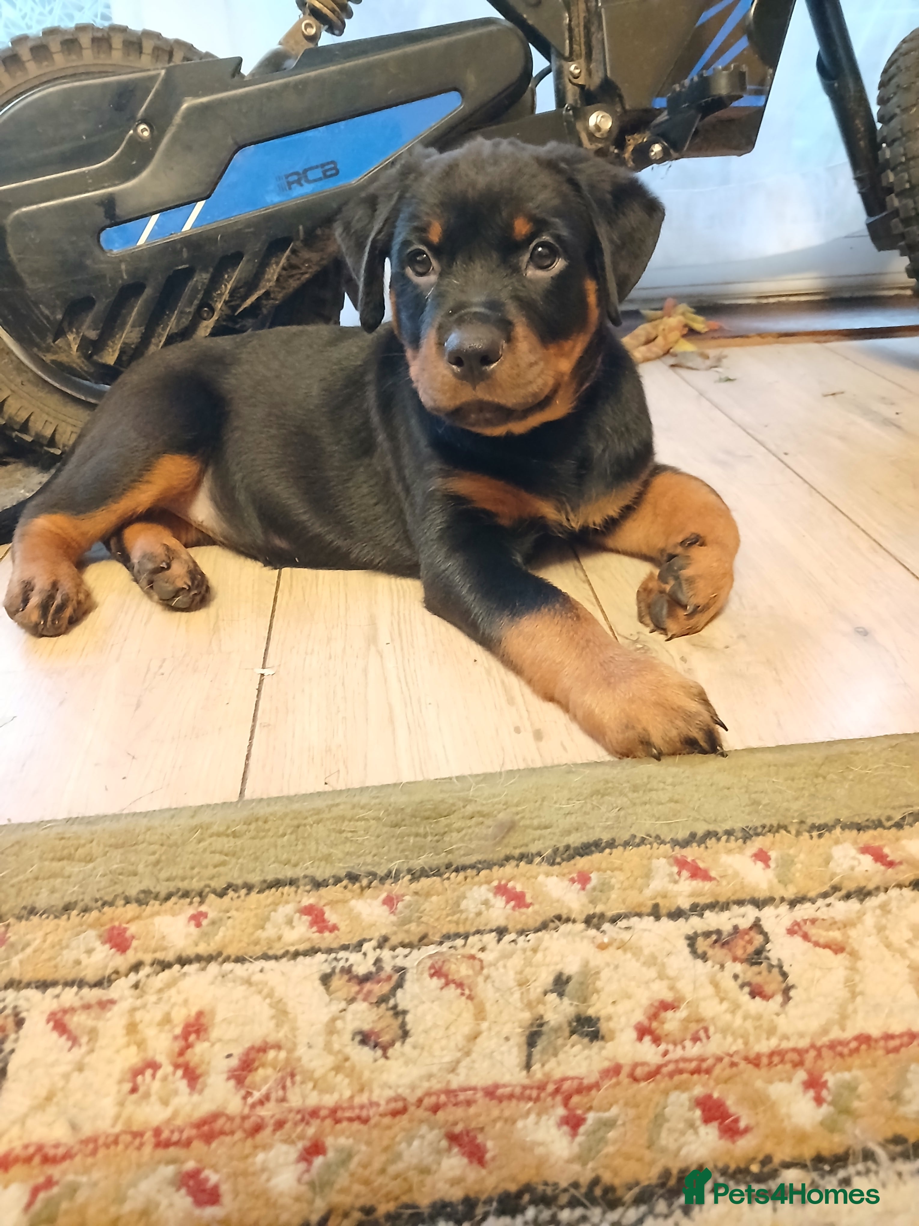 Rottweiler dogs READY NOW KC beautiful girl  - Advert 1