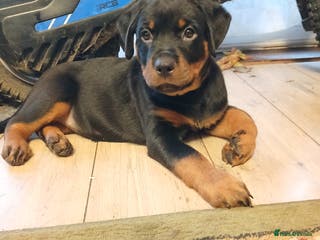 Rottweiler dogs READY NOW KC beautiful girl - Advert 1