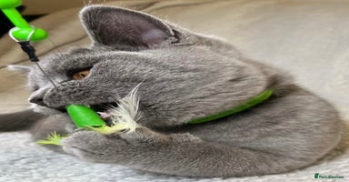 British Shorthair cats Adorable British Shorthair Kittens — READY TO GO! - Advert 14