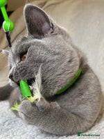 British Shorthair cats Adorable British Shorthair Kittens — READY TO GO! - Advert 14