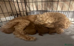 Cavapoo dogs for sale: FB1 cavapoo - Image 3