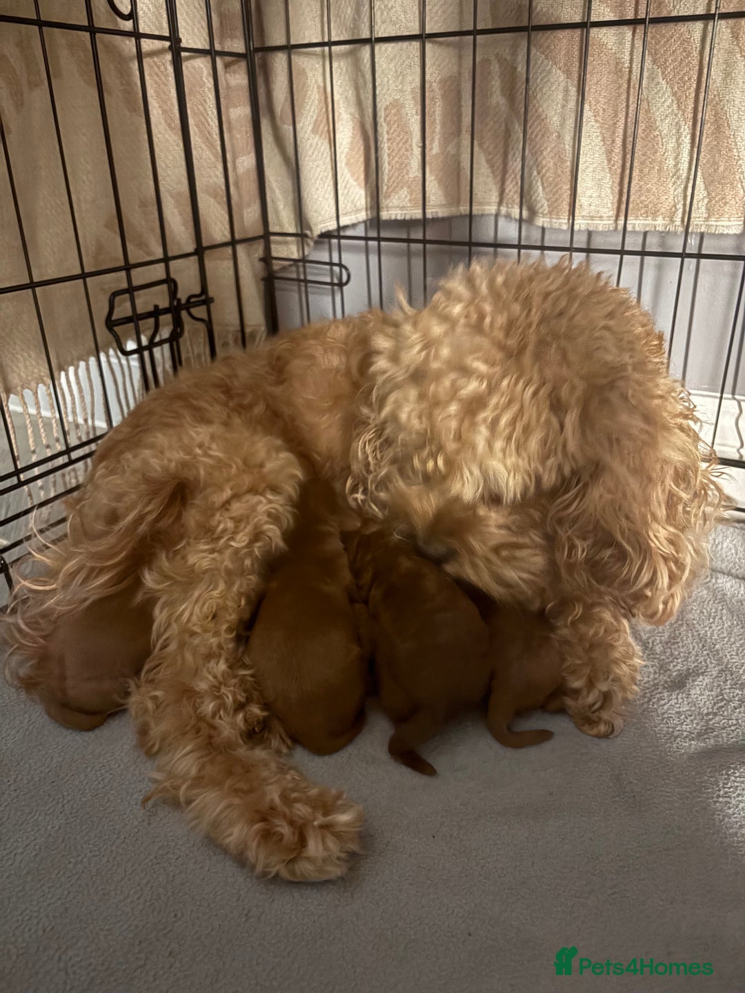 Cavapoo dogs for sale: FB1 cavapoo - Image 3