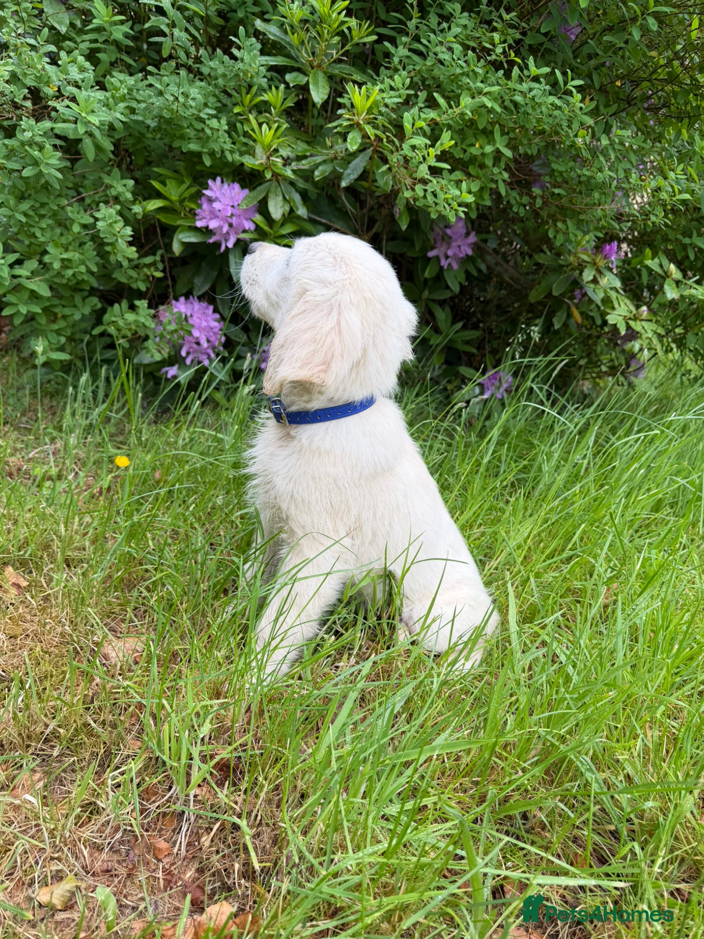 Golden Retriever dogs KC Registered Golden Retriever Pups  - Advert 2