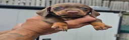Dachshund dogs for sale: 5 mini daschund puppies are looking for home - Advert 24