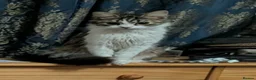 Maine Coon cats for sale: Gorgeous fluffy Maine coon xtoyger  - Advert 3