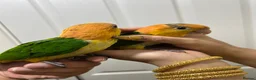 Parrots birds for sale: Hand Reared Baby Yellow Thighed Caiques  - Advert 3