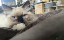 Ragdoll cats for sale: Beautiful Ragdol babies ready to leave  - Image 39