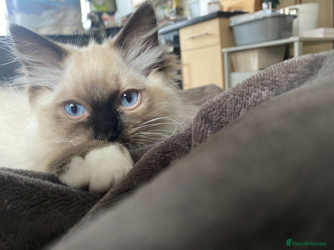 Ragdoll cats for sale: Beautiful Ragdol babies ready to leave  - Image 39