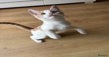 Mixed Breed cats - Advert 4