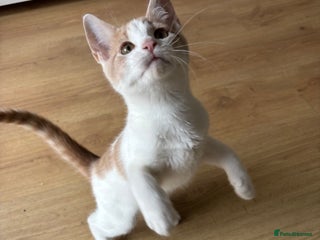 Mixed Breed cats - Advert 3