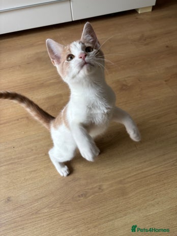 Mixed Breed cats - Advert 4