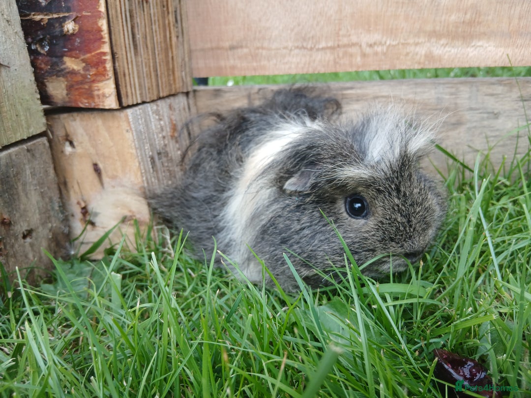 Guinea Pig rodents for sale: Male guinea pig - Image 3