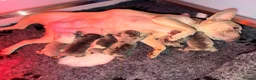 Mixed Breed dogs for sale: English Bulldog X French Bulldog Hybrids in Bognor Regis - Advert 7