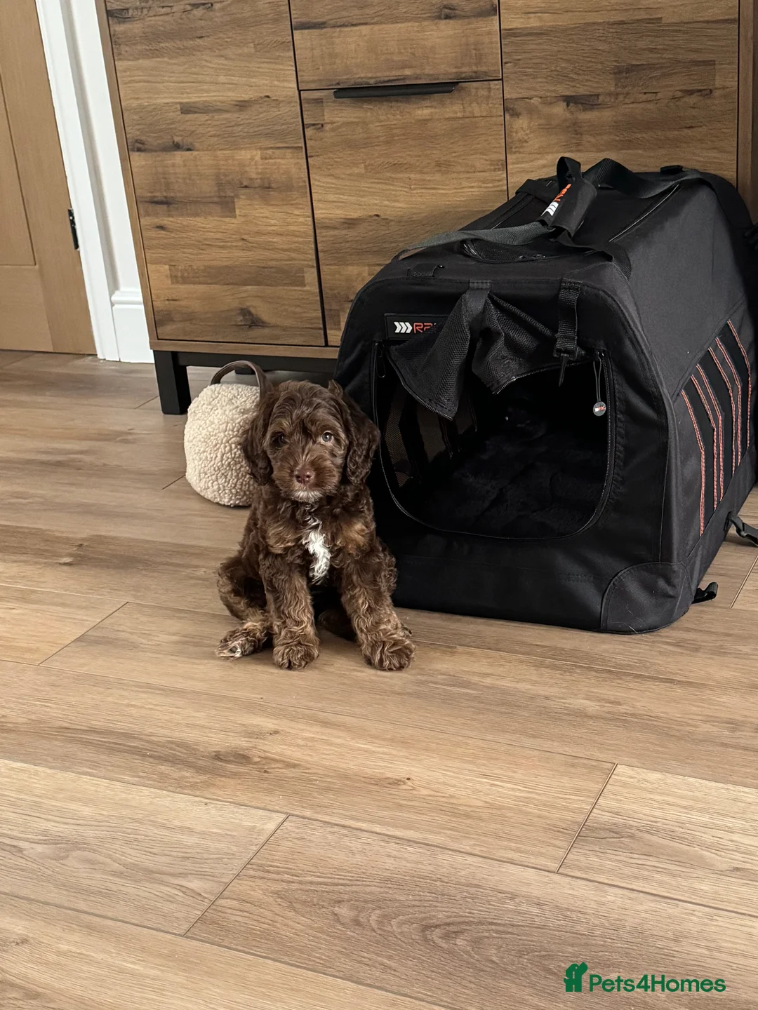 Australian Labradoodle dogs for stud: Australian Labradoodle Chocolate & White Tuxedo - Advert 14