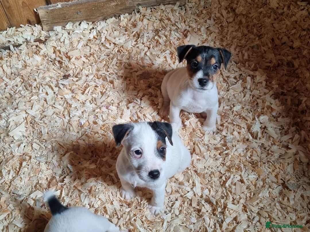 Jack Russell dogs for sale: True to type jackrussell pups  - Image 4