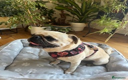 Pug dogs for adoption: 💖🐶 LOLA 🐶💖 - Image 11