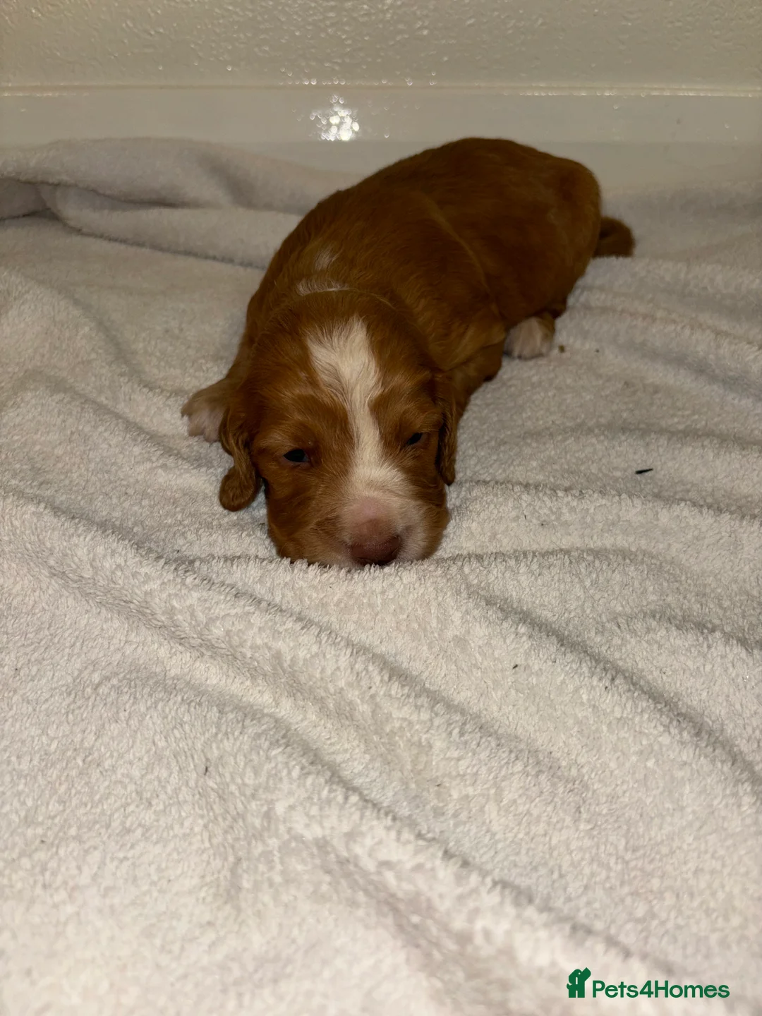 Cocker Spaniel dogs for sale: Working type cocker spaniel puppys - Advert 17