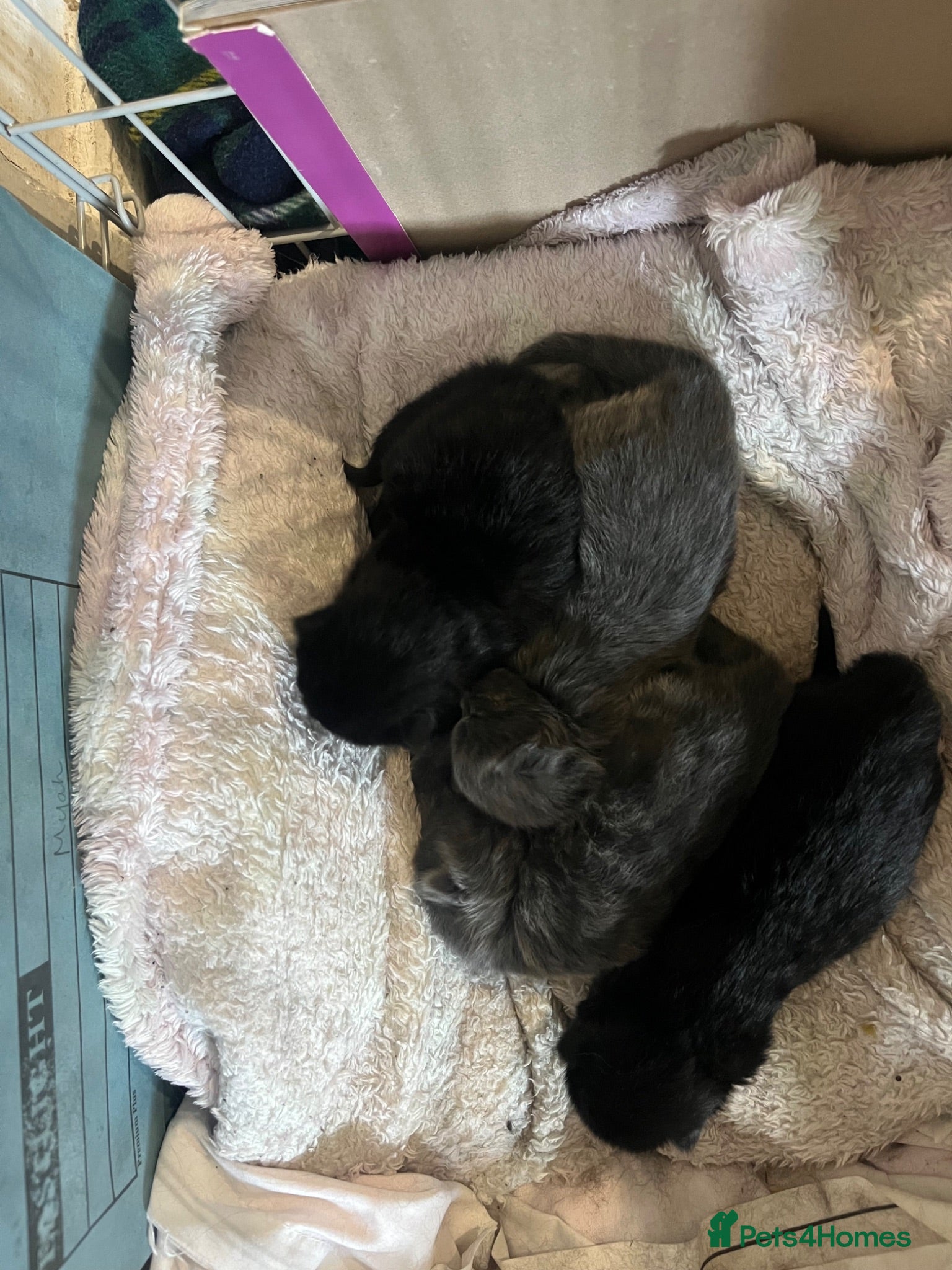 Mixed Breed cats Beautiful Bengal X kittens  - Advert 5