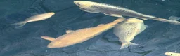 Koi Carp fish for sale: Various koi carp - Advert 5