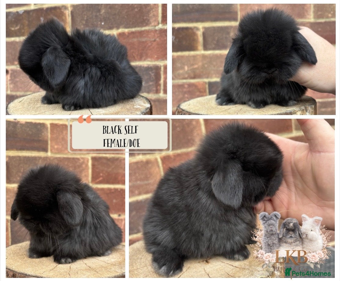 Mini Lop rabbits 🌟 PUREBRED MINI LOP BABIES 🌟 - Advert 5