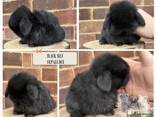 Mini Lop rabbits 🌟 PUREBRED MINI LOP BABIES 🌟 - Advert 5