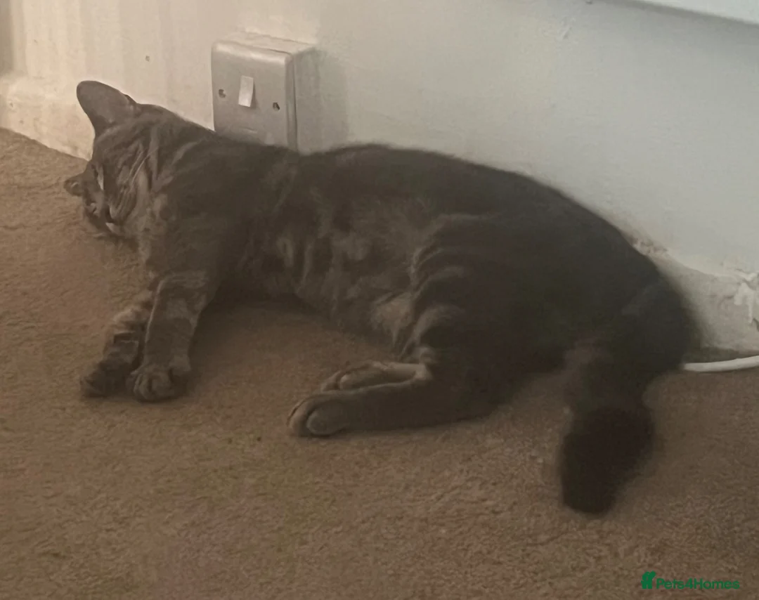Domestic Shorthair cats for adoption: Rescue KING! 🤍 - Advert 2