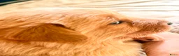 Borador dogs for sale: Fox red Borador puppies  - Advert 21