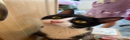 Mixed Breed cats for sale: Female kitten for sale  - Advert 1