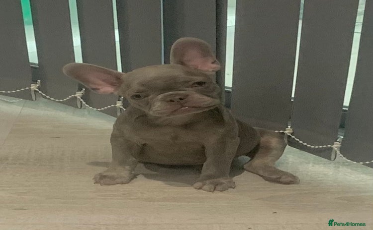 French Bulldog dogs - Advert 1