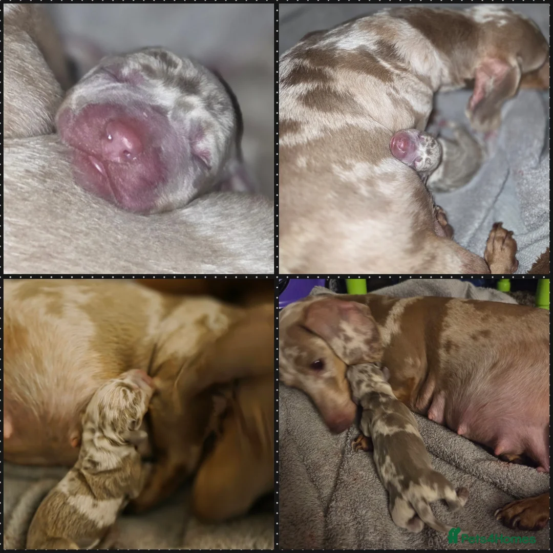 Miniature Dachshund dogs for sale: True Quality Minature Dachshunds - Advert 1