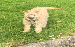 Soft Coated Wheaten Terrier dogs for sale: Beautiful Quality Soft Coated Wheaten Terriers  - Image 5