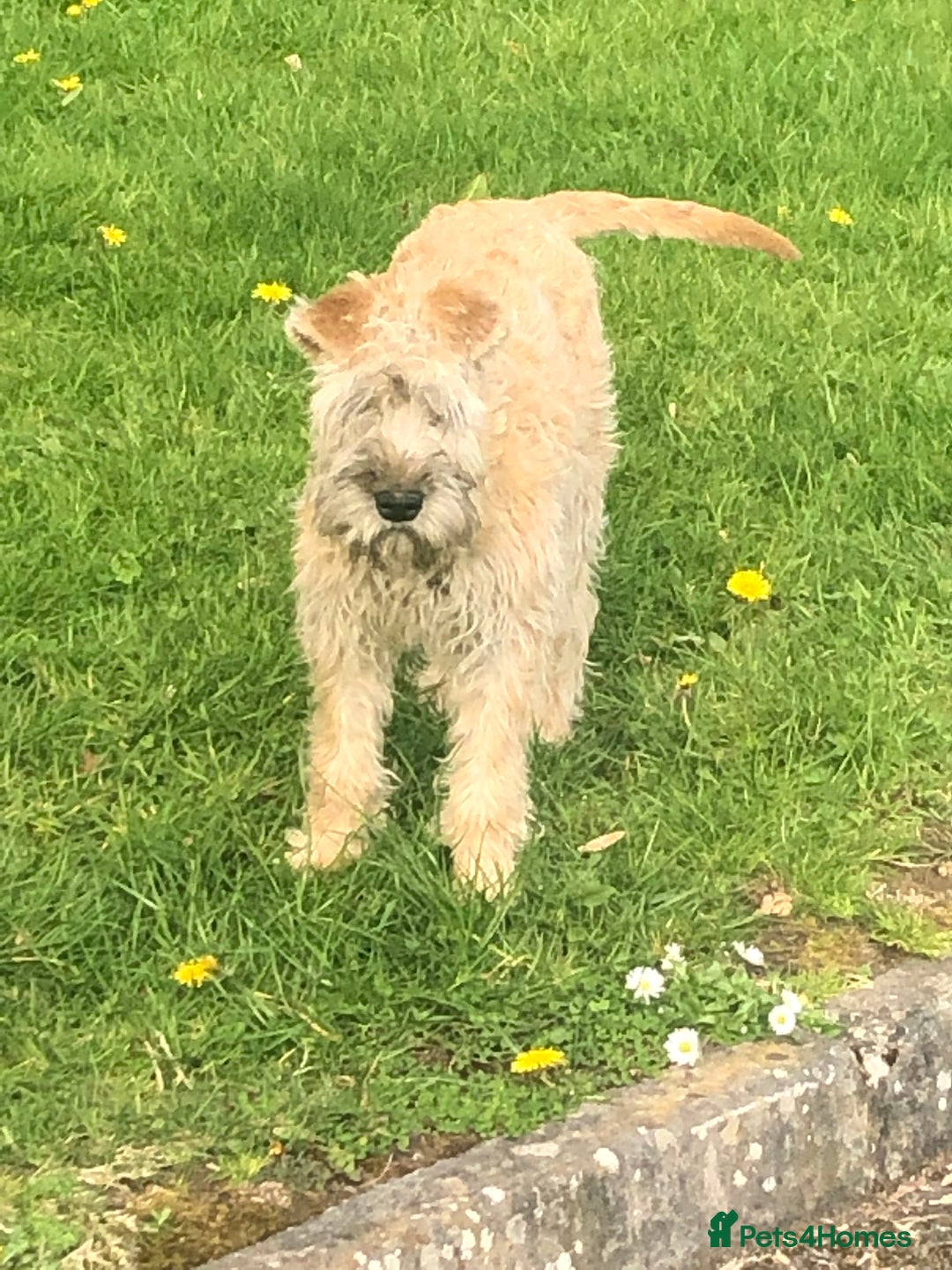 Soft Coated Wheaten Terrier dogs for sale: Beautiful Quality Soft Coated Wheaten Terriers  - Image 5