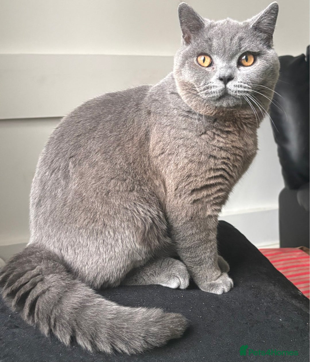 British Shorthair cats for sale: Grey Teddy plush British short hair  - Image 3