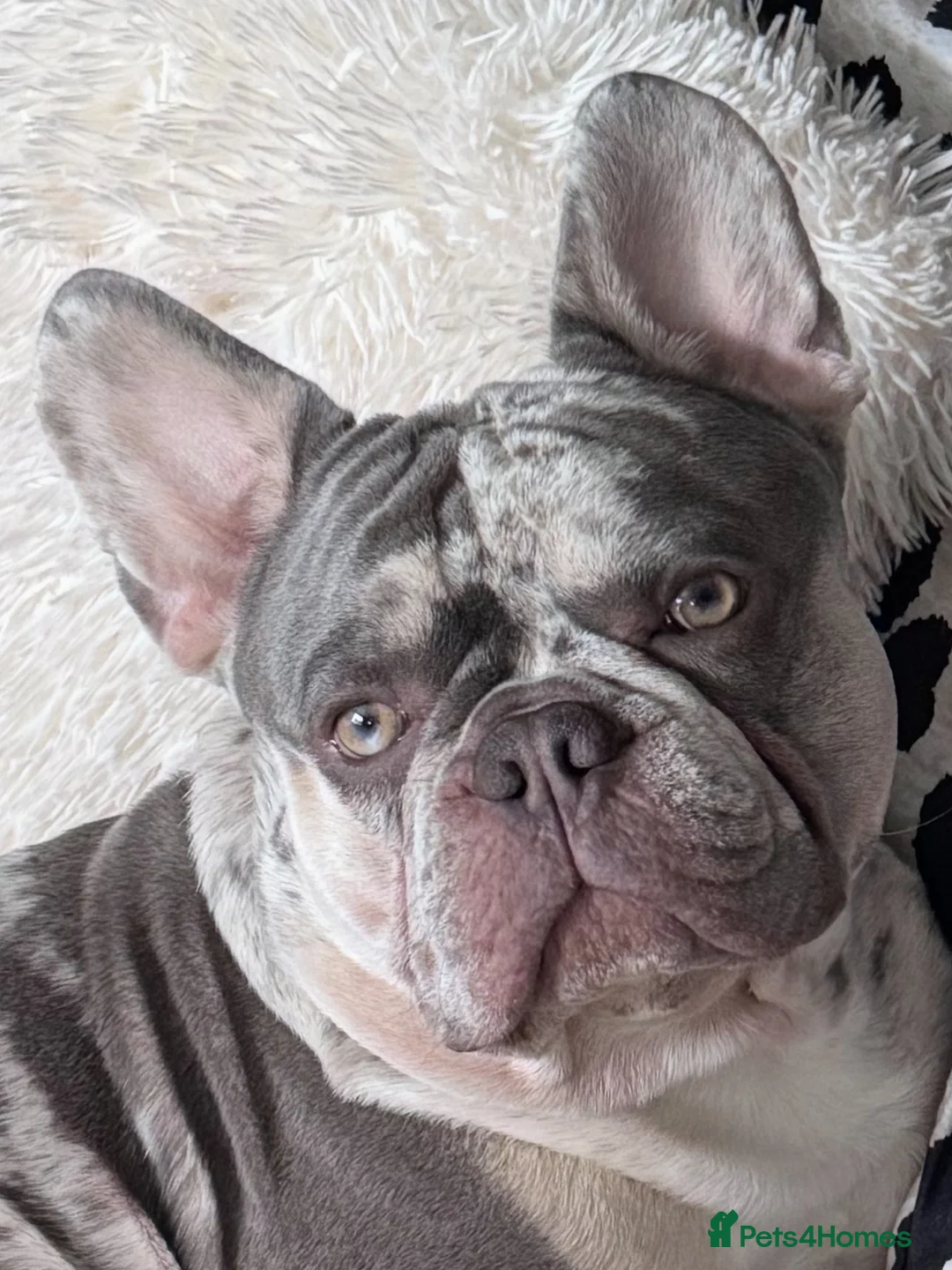 French Bulldog dogs for stud: Chunky grey Merle French bulldog for stud - Advert 1