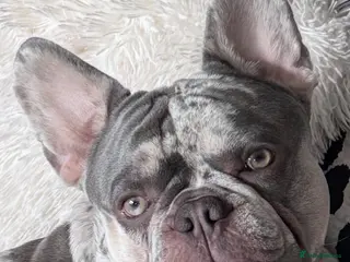 French Bulldog dogs Chunky grey Merle French bulldog for stud - Advert 1