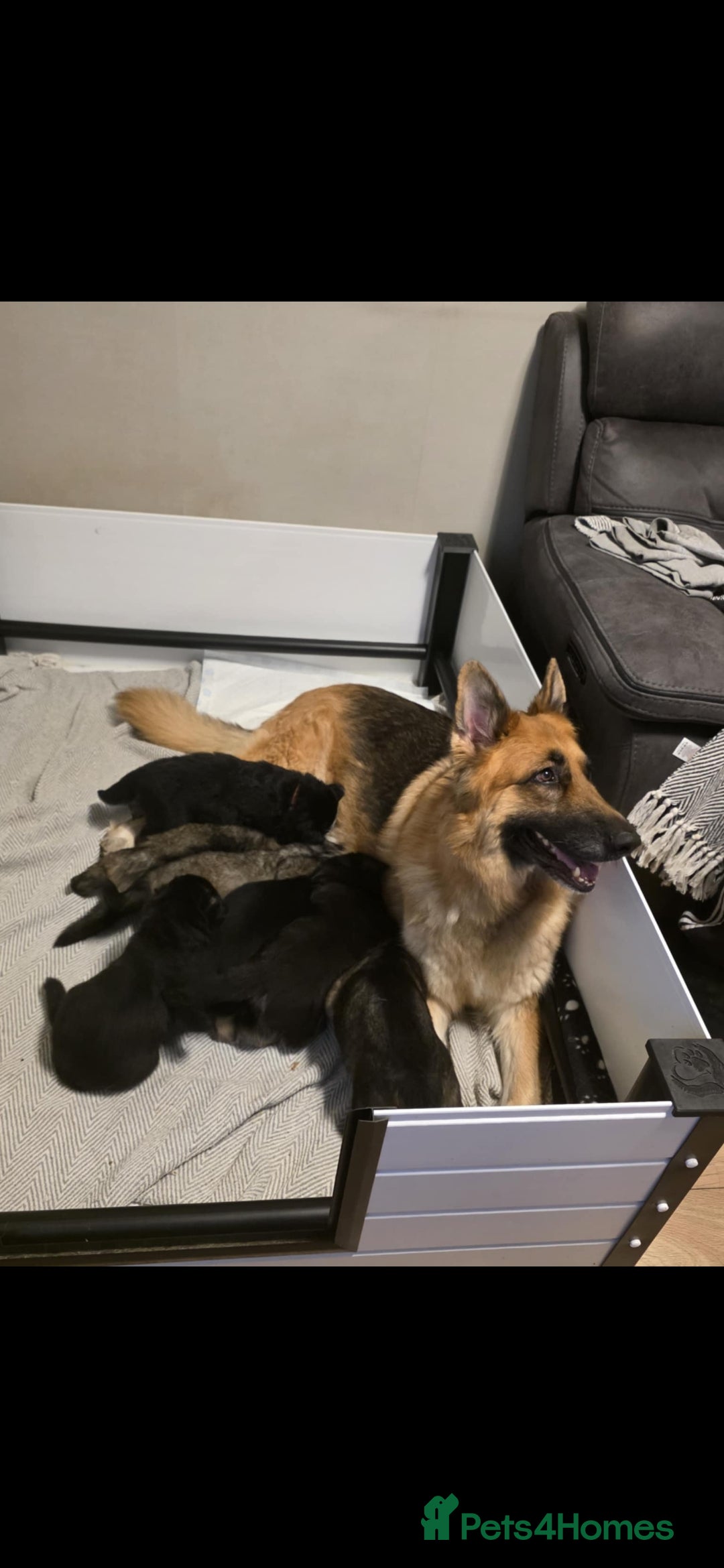 German Shepherd dogs for sale: German shepard puppies  - Image 6
