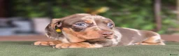 Miniature Dachshund dogs for sale: Pedigree miniature dachshund  - Advert 18