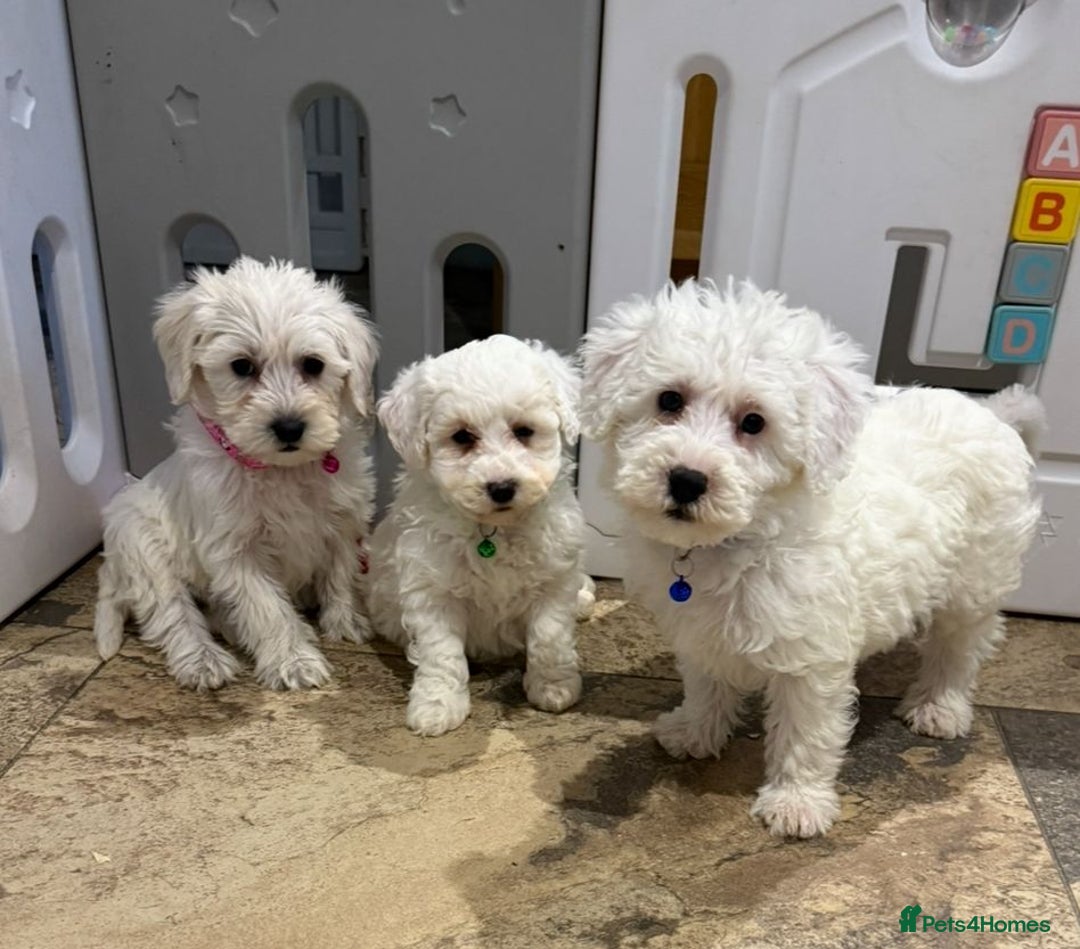Mixed Breed dogs for sale: Toy Westiepoo Puppies - Non-Shed - Advert 1