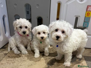 Mixed Breed dogs for sale: Toy Westiepoo Puppies - Non-Shed - Advert 1