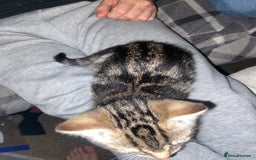 Mixed Breed cats for sale: Beautiful 2 angles lovely attitude   - Advert 6